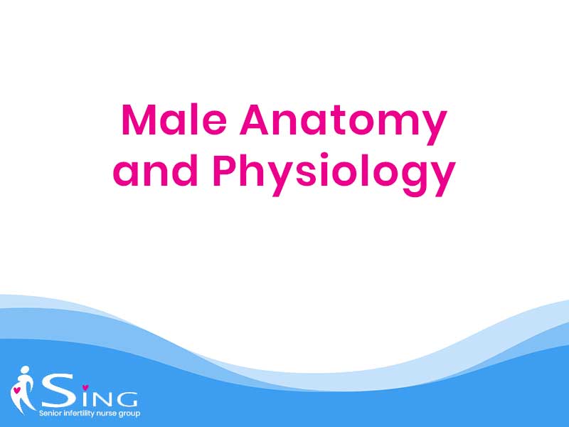 Male Anatomy and Physiology